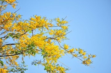 Burma Padauk in selective focus point