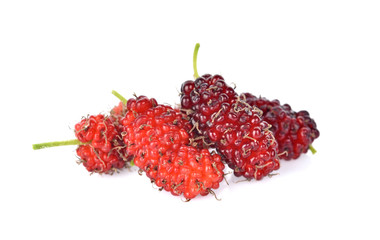Morus (mulberry) on white background