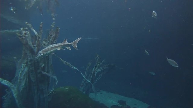 sturgeon and other fish swim by static view under water 4k60p