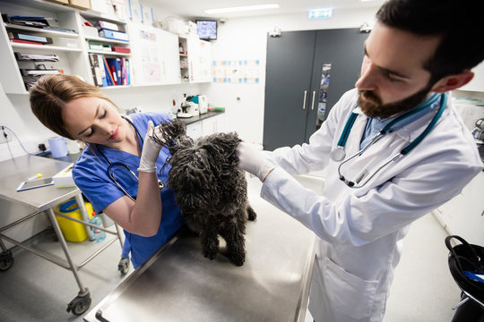 Vets examining dog