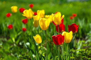Obraz premium Yellow and red tulips.