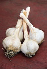garlic bunches on vintage wooden surface