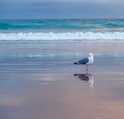 A seagull is standing on the sand on the ocean, at sunset. Beautiful seascape