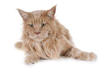 Obraz premium maine coon cat