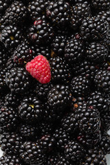 One red raspberry on on ripe blackberry
