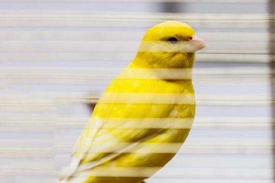 A Yellow Canary In His Cage