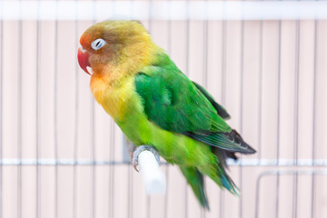 Fototapeta na wymiar Yellow and green parrot in a cage sleeping