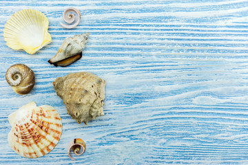 lots of different seashells on blue wooden background. summer traveling concept design