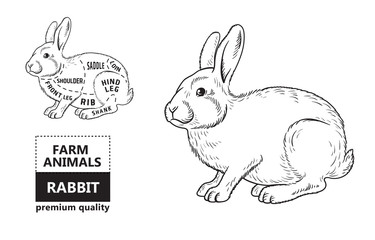 Cut of rabbit. Poster Butcher diagram for groceries, meat stores, butcher shop, farmer market. Poster for meat related theme. Rabbit silhouette. Vector illustration.