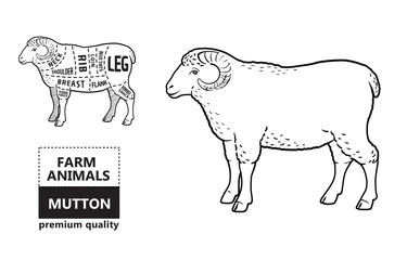 Lamb or mutton cuts diagram. Butcher shop. Vector illustration