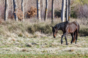 Fototapeta premium Caballo en la pradera con árboles.