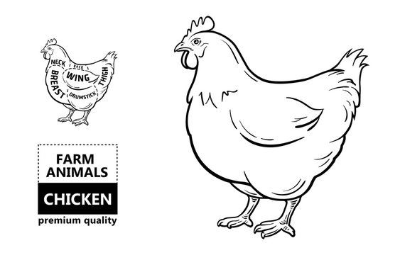 Cut of meat set. Poster Butcher diagram and scheme - Chicken. Vintage typographic hand-drawn. Vector illustration