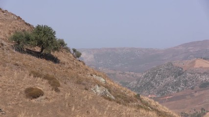 Steep hillside on Crete in Greece with olive tree.