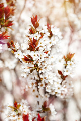 Cherry blossom tree in spring with beautiful flowers. Gardening. Selective focus.
