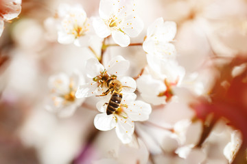 Cherry blossom tree in spring with beautiful flowers. Gardening. Selective focus.