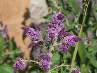 Blooming mint or mentha violet flowers close-up at flowerbed, selective focus, shallow DOF