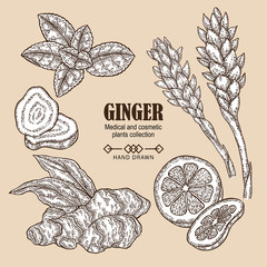 Ginger plant set. Hand drawn ginger root and flowers. Vector illustration in sketch style. Medical and cosmetic plant collection.