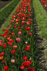 Tulpen Tulpenbeet in der Blüte