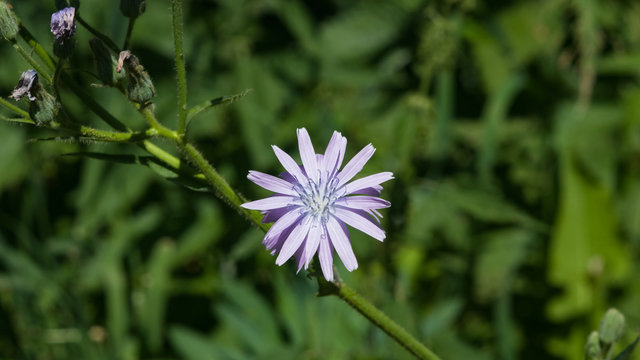 Flower of Cicerbita prenanthoides close-up, selective focus, shallow DOF