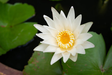 closeup white lotus flowers in the canal