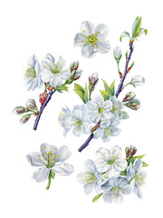 Fototapeta premium cherry blossom