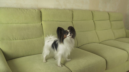 Beautiful young male dog Papillon on couch