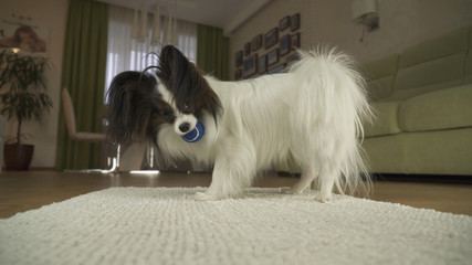 Dog Papillon playing with a ball on rug in the living room