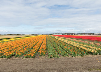 Tulip fields of the Bollenstreek, South Holland, Netherlands