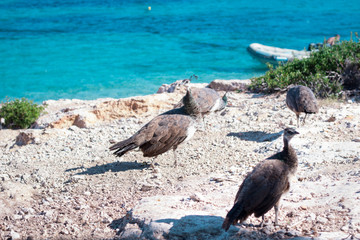 Flock of colourful peacocks walk on rocks of sea coast