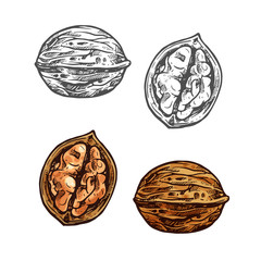 Walnut sketch of whole nut, nutshell and kernel