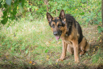 Naklejka premium German shepherd dog in sunny autumn