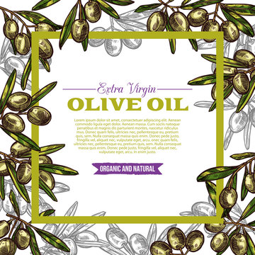 Olive oil label with green fruit and leaf frame