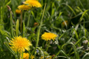 Dandelions, typical yellow flowers that bloom in spring. Close up of a dandelion in  green grass, useful as a background or wallpaper for easter or springtime.