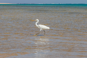 The heron hunts fish on the shores of the Red Sea. Egypt, Sharm-el-Sheikh