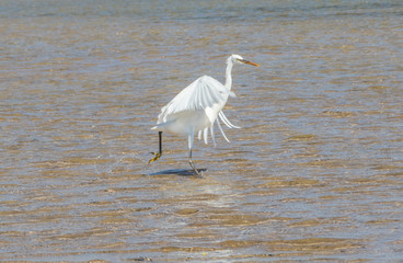 The heron hunts fish on the shores of the Red Sea. Egypt, Sharm-el-Sheikh