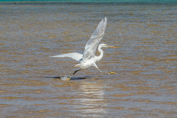 The heron hunts fish on the shores of the Red Sea. Egypt, Sharm-el-Sheikh