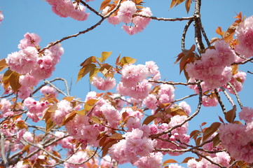 里桜と青空