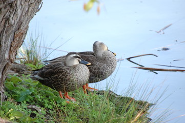 つがいのカモ
