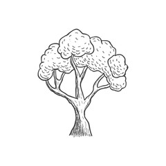 Hand drawn tree illustration