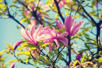 Blossoming magnolia flowers. Springtime.