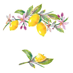 Lemons  with green leaves and flowers. Branch lemon tree and lemon slice on white background. Illustration hand drawn watercolor for wedding card, textile, packing.