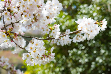 静岡県伊豆市狩野川沿いの桜