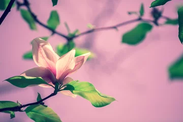 Deurstickers Magnolia Tot bloei komende magnoliabloemen. Lente.