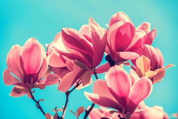 Blossoming magnolia flowers. Springtime.