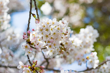 静岡県伊豆市狩野川沿いの桜
