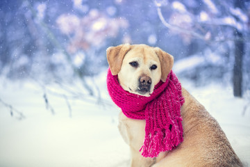 Obraz premium Portrait of a dog with knitted scarf tied around the neck walking in blizzard in the forest