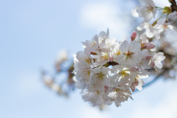 静岡県伊豆市狩野川沿いの桜
