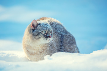 Obraz premium Cat walking outdoors in deep snow in winter