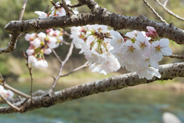 静岡県伊豆市狩野川沿いの桜