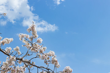 静岡県伊豆市狩野川沿いの桜